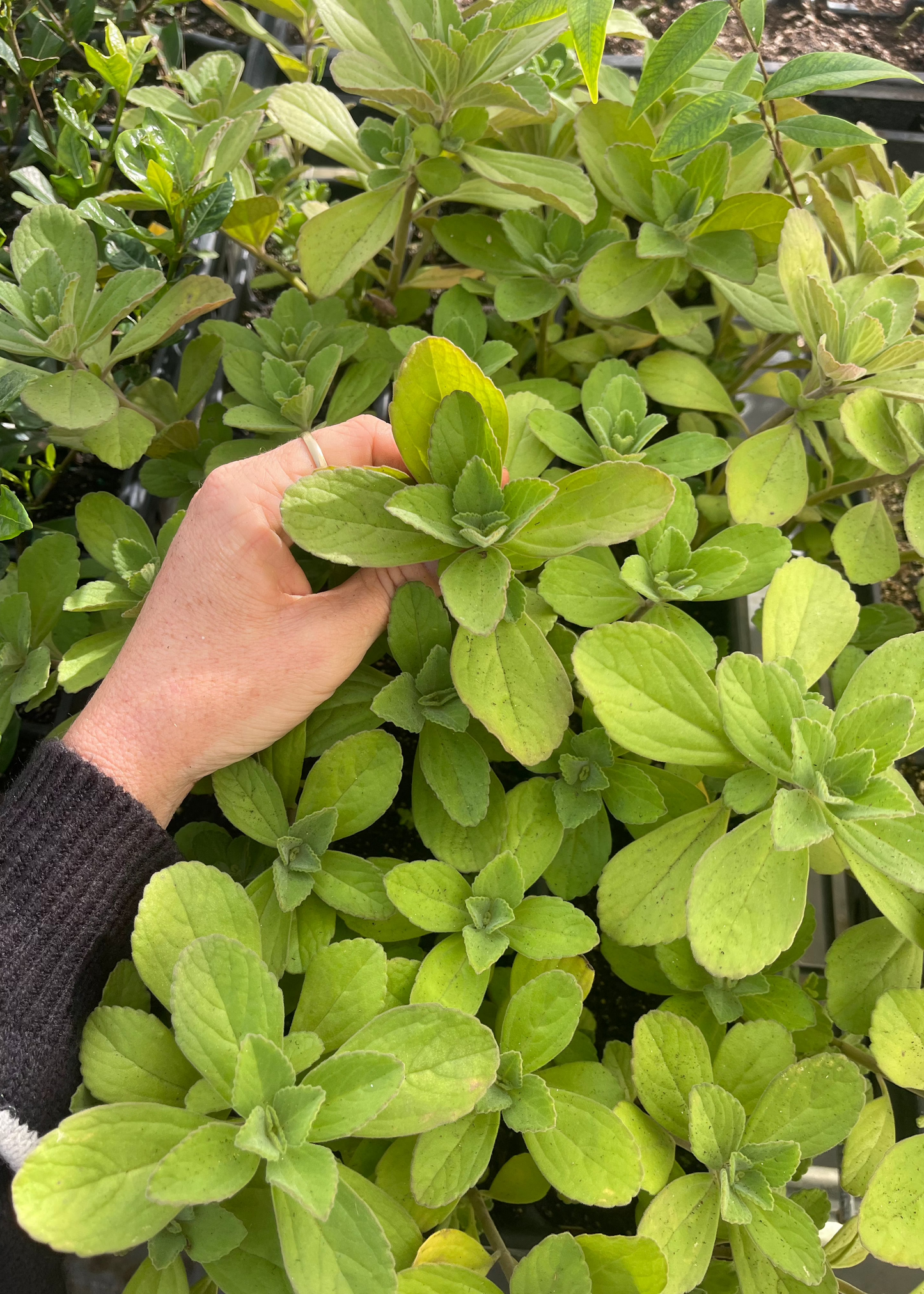 Panadol Plectranthus caninus Herb Plant - Hardy Medicinal Ornamental Ground Cover, Pest Repellent, Lavender Flowers