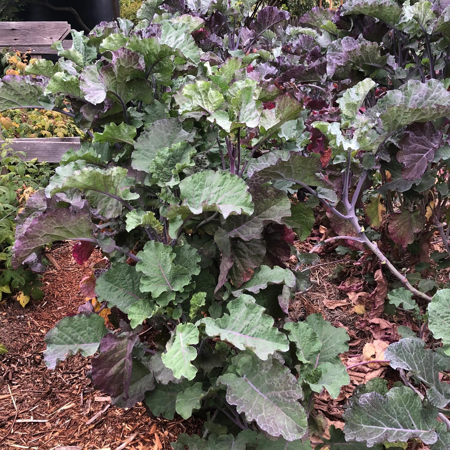 Purple Tree Collard Cutting β Unrooted Perennial Kale, Edible Leafy Green, Heirloom Brassica oleracea for Garden & Food Forest