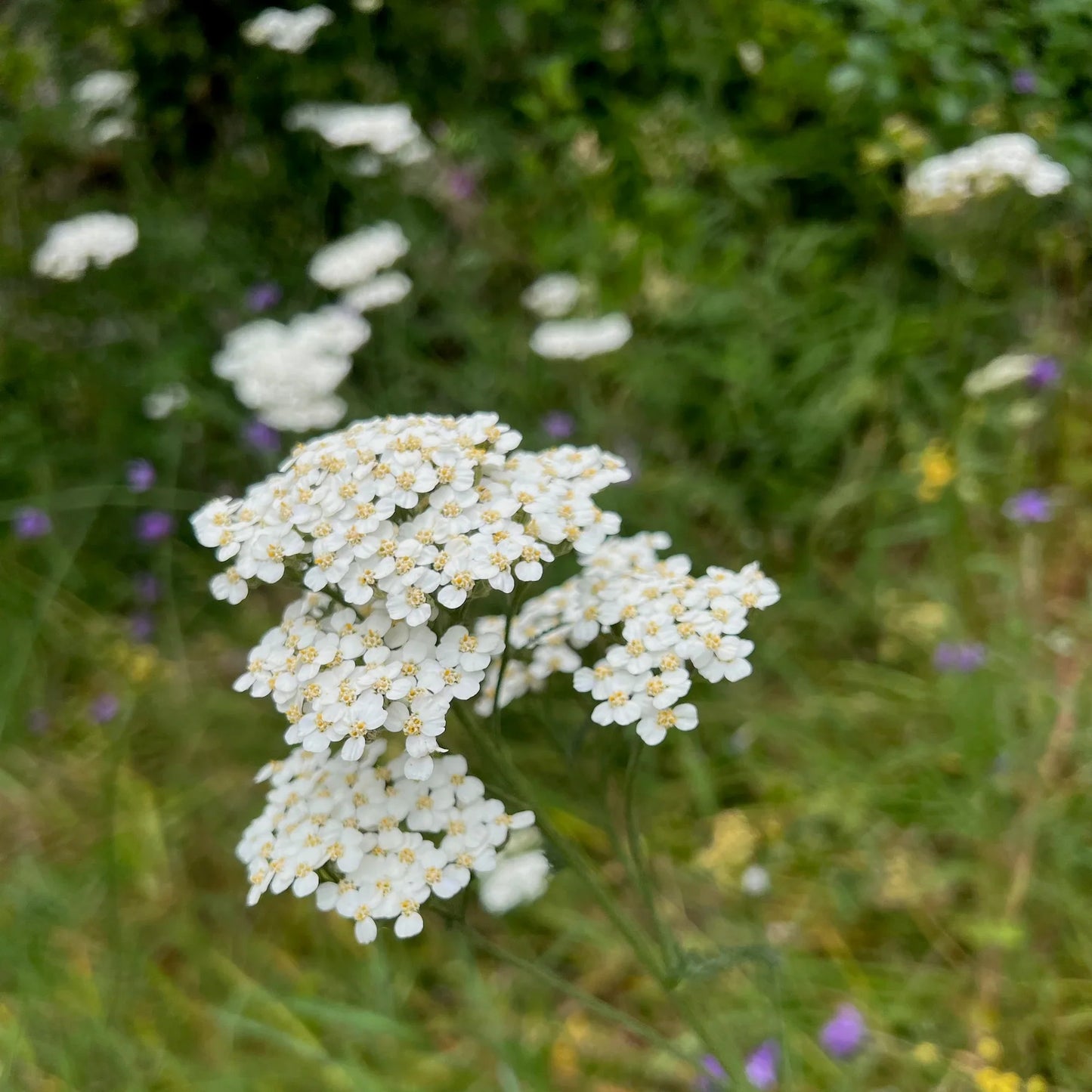 Achillea millefolium occidentalis Seeds – Western Yarrow Wildflower, Non-GMO Pollinator-Friendly Perennial Seeds, 500 Pack