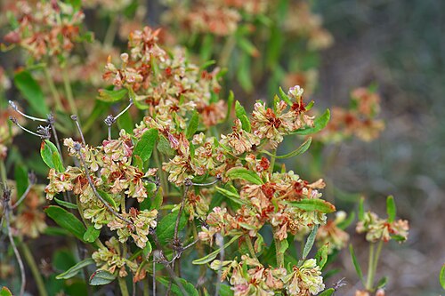 Eriogonum jamesii v. jamesii Seeds - 50 Non-GMO James Wild Buckwheat Perennial Seeds for Pollinator Gardens