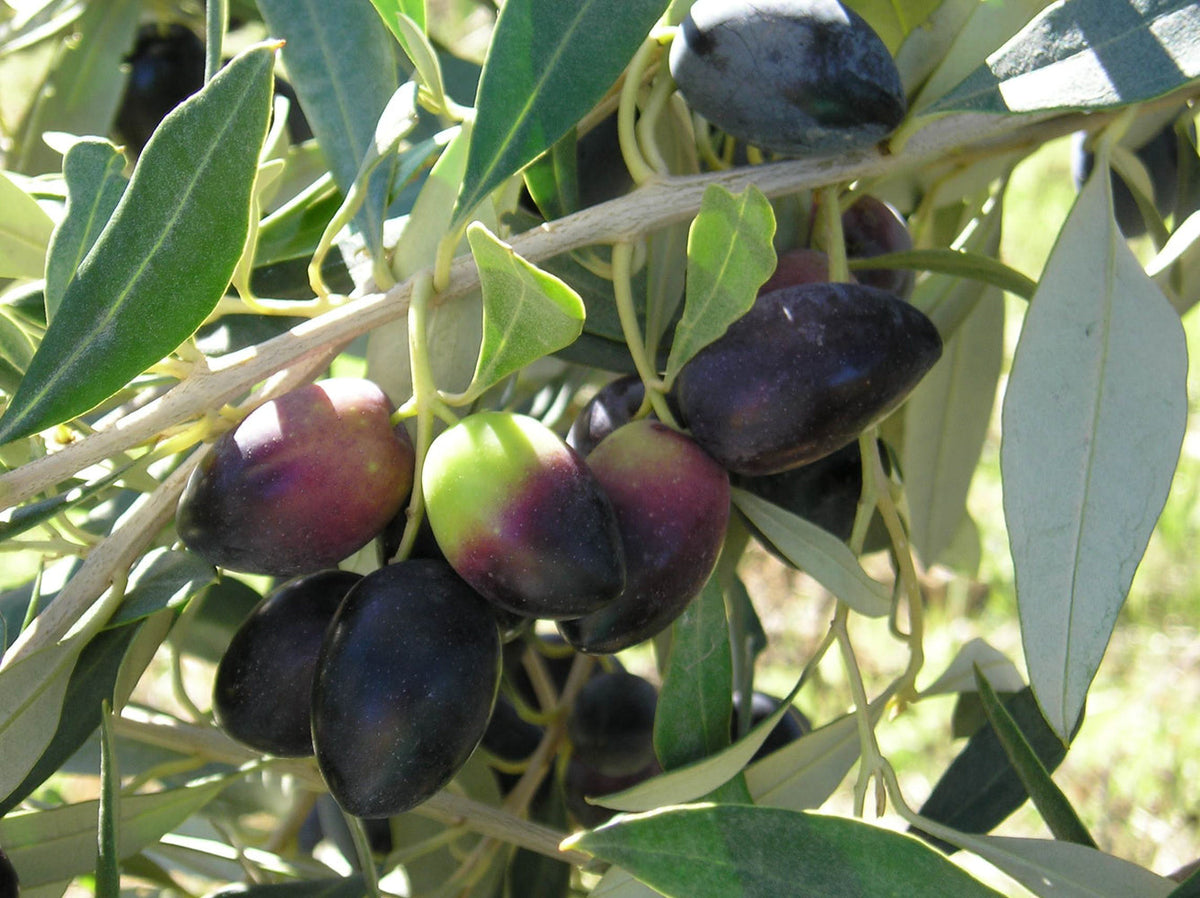 Kalamata Olive Tree Cutting 6-8 Inches Unrooted for Rooting Grafting Olea europaea Greek Cultivar