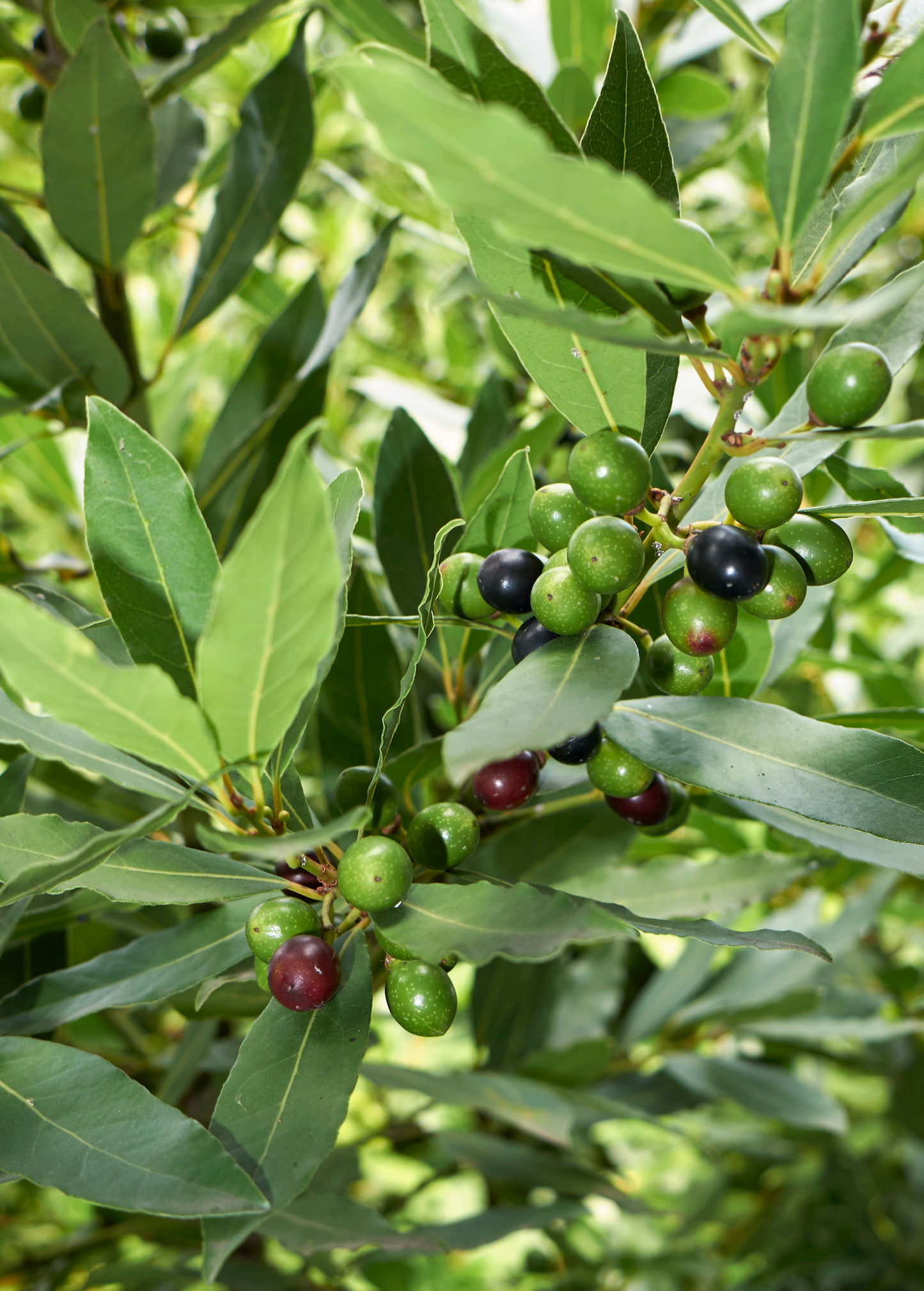 Bay Laurel Herb Tree, Container-Friendly, Fragrant Evergreen, Culinary Bay Leaf, Laurus nobilis