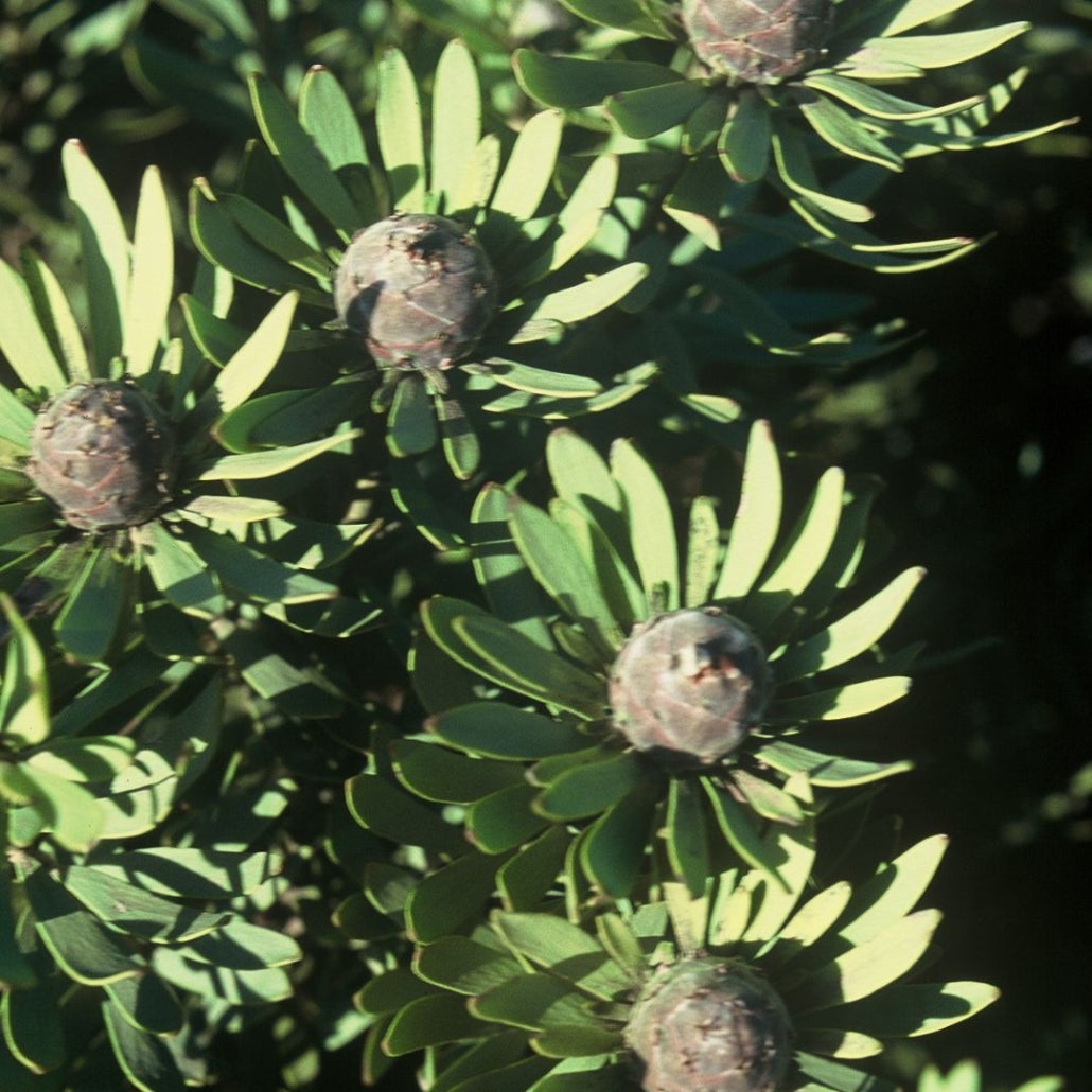 Leucadendron pubescens Seeds β Rare South African Conebush, Evergreen Shrub, Drought Tolerant, Ornamental Garden Plant (5 Seeds)