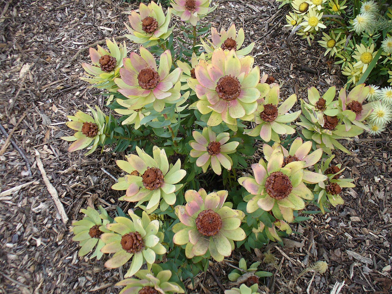 Leucadendron tinctum Seeds β Conebush South African Protea Shrub Drought Tolerant Evergreen Ornamental (5 Seeds)