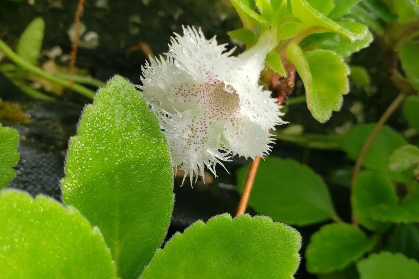 Alsobia dianthiflora Starter Plant in 1" Pot – Trailing Houseplant with Lacy White Blooms, African Violet Relative