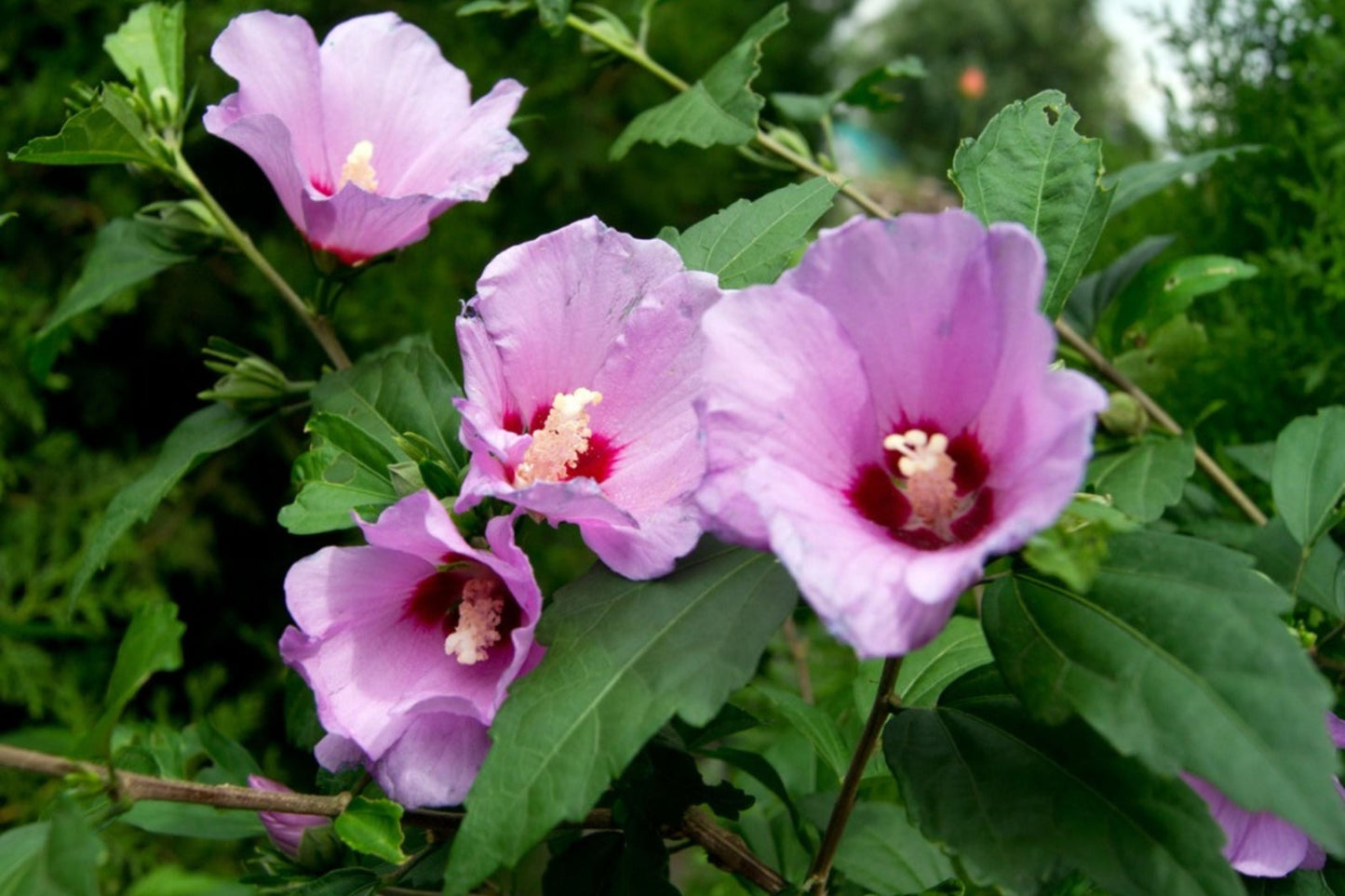 Rose of Sharon Plant - 12-24 Inch Established Hibiscus syriacus with Purple Flowers for Garden, Hedges & Pollinator Attraction