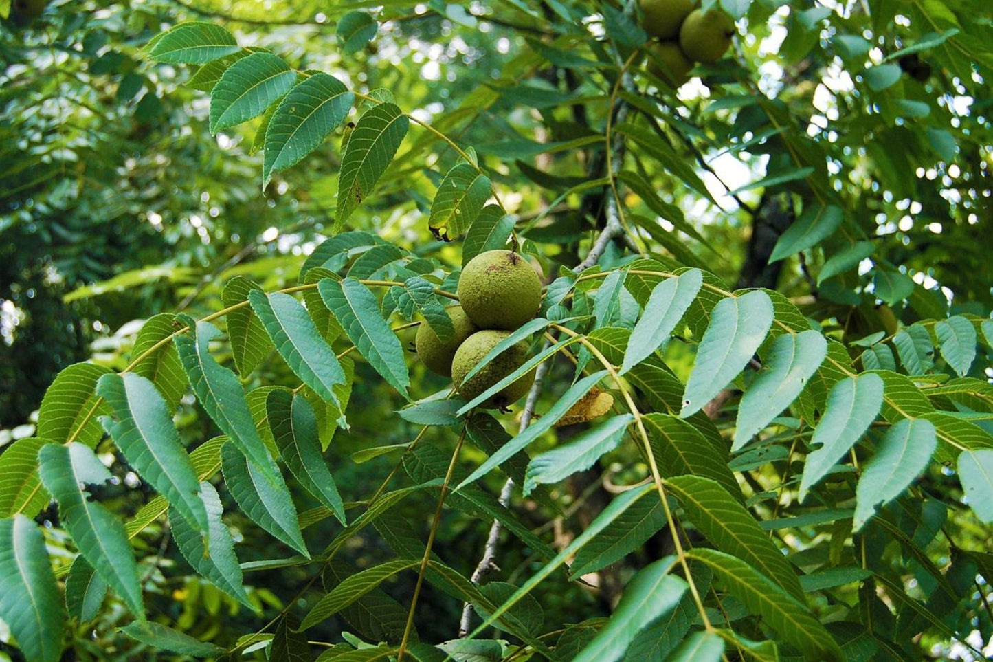 Black Walnut Tree Bareroot 30-40" Juglans nigra Native Eastern US for Landscaping & Shade