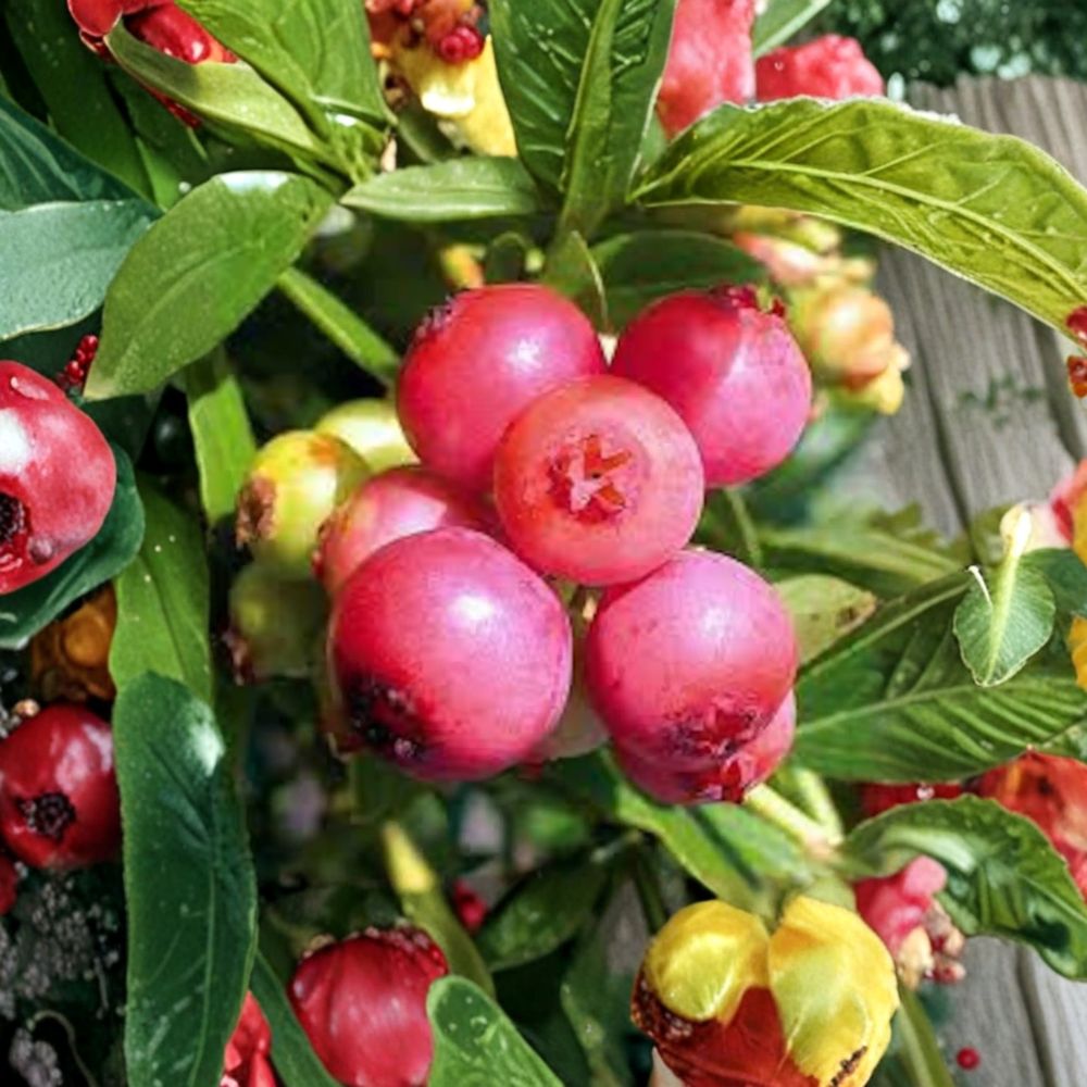 Blueberry ‘Pink Lemonade’ Live Berry Bush | Pink Fruiting Blueberry Plant in #3 Container