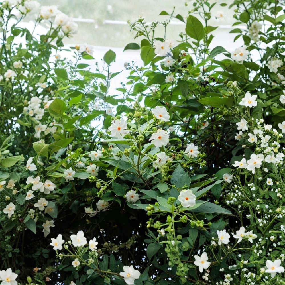 Night Jasmine Seeds – Nyctanthes arbor-tristis | 10 Seeds | Fragrant Night Blooming Shrub