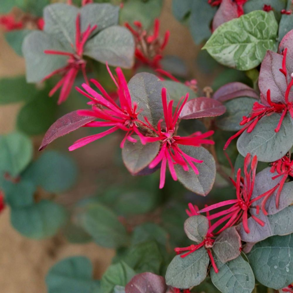 Loropetalum Chinese Fringe Flower Plant – Evergreen Shrub with Vibrant Pink Blooms