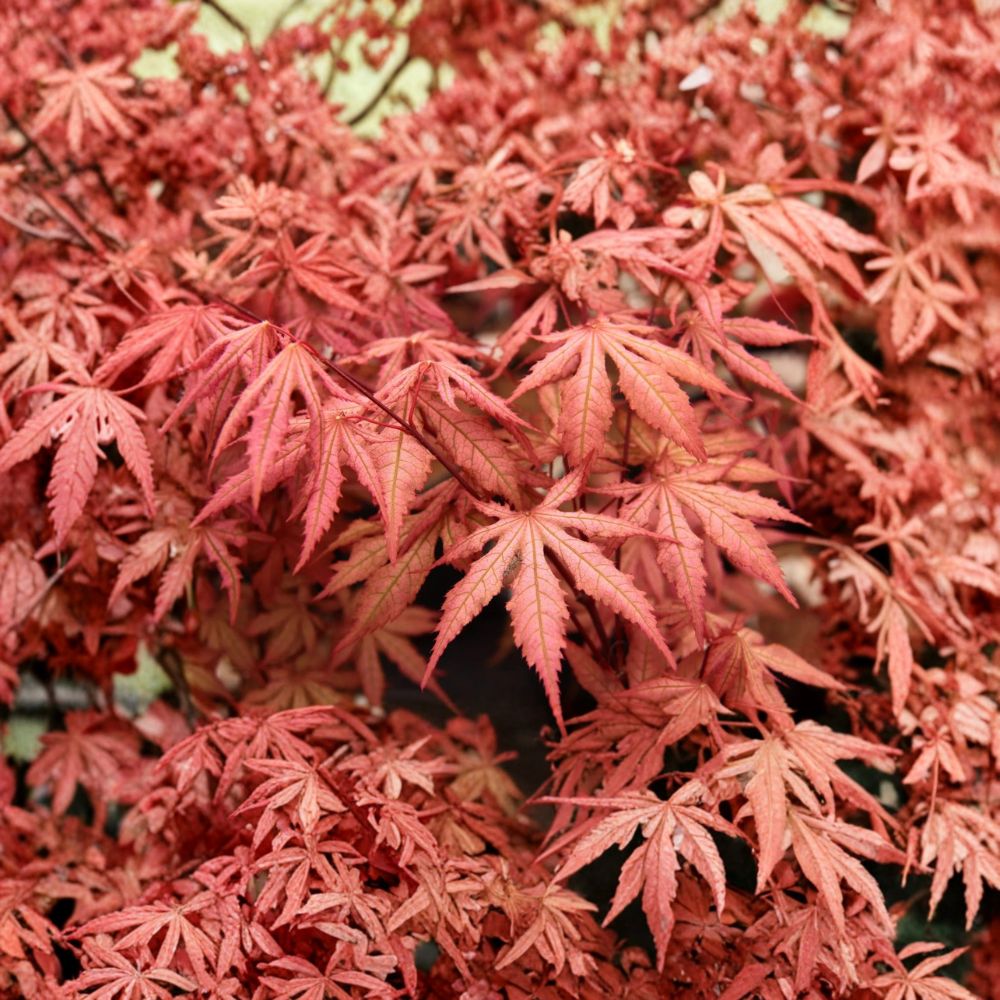 Acer palmatum ‘Nebula’ Japanese Maple – Rare Variegated Collector Tree in #3 Container