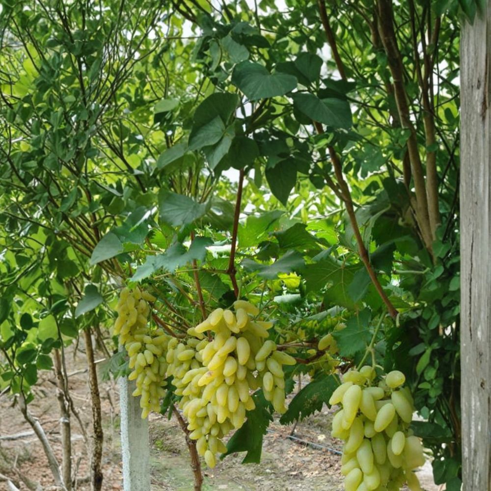 5 Japanese Gold Finger Grape Cuttings – Vitis vinifera Live Propagation Cuttings | Sweet Luxury Table Grape Variety