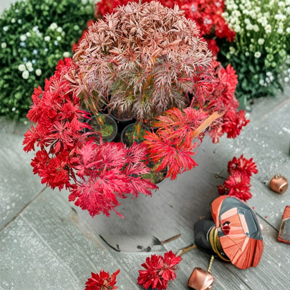 Acer palmatum dissectum ‘Crimson Queen’ – Weeping Japanese Maple Live Tree in #3 Container