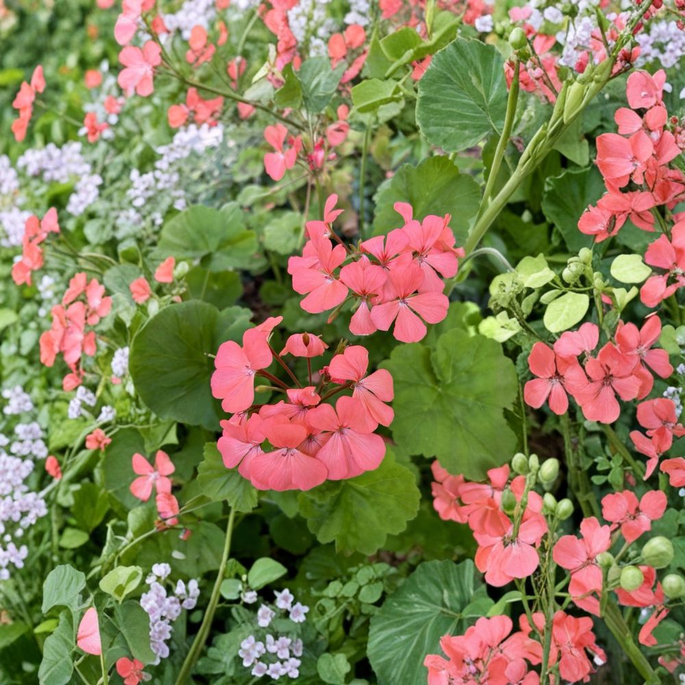 Salmon Pink Geranium Seeds – Pelargonium Annual Flower | 15 Seeds | Easy to Grow, Container Friendly