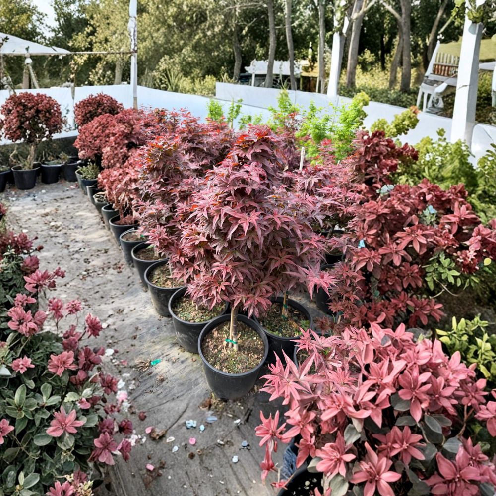 Acer palmatum ‘Red Baron’ Upright Red Japanese Maple Tree | 25–35 Inches Tall | Burgundy to Purple Fall Color | #3 Container