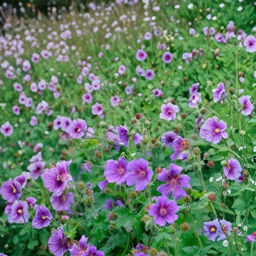 Himalayan Cranesbill Geranium Seeds – Hardy Perennial Purple Blue Blooms | 25+ Seeds