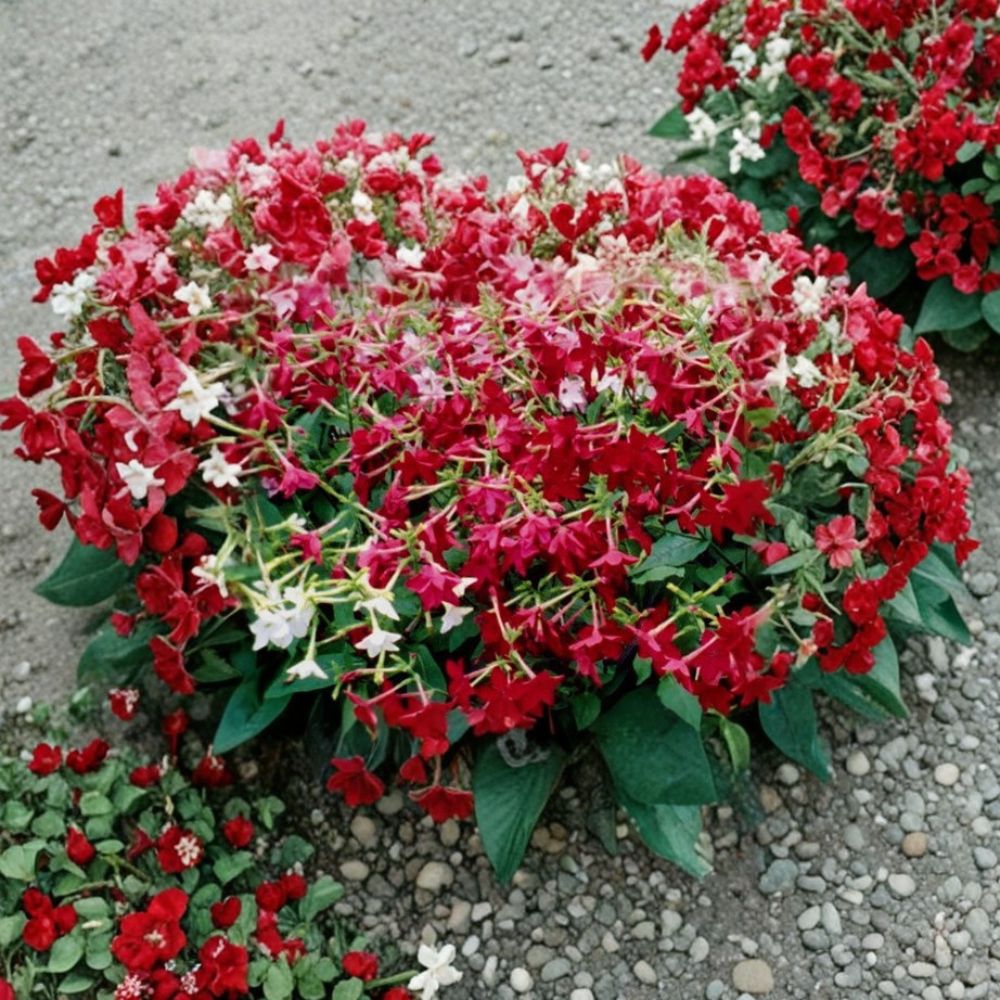 Nicotiana Alata Seeds – 5,000 Bulk Jasmine Tobacco | Night Fragrant Flower | Pollinator Friendly