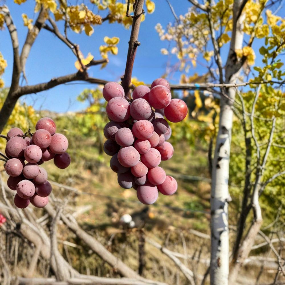 Yates Seeded Grape Plant – Vitis labrusca Live Vine | Late Season Red Grape Variety