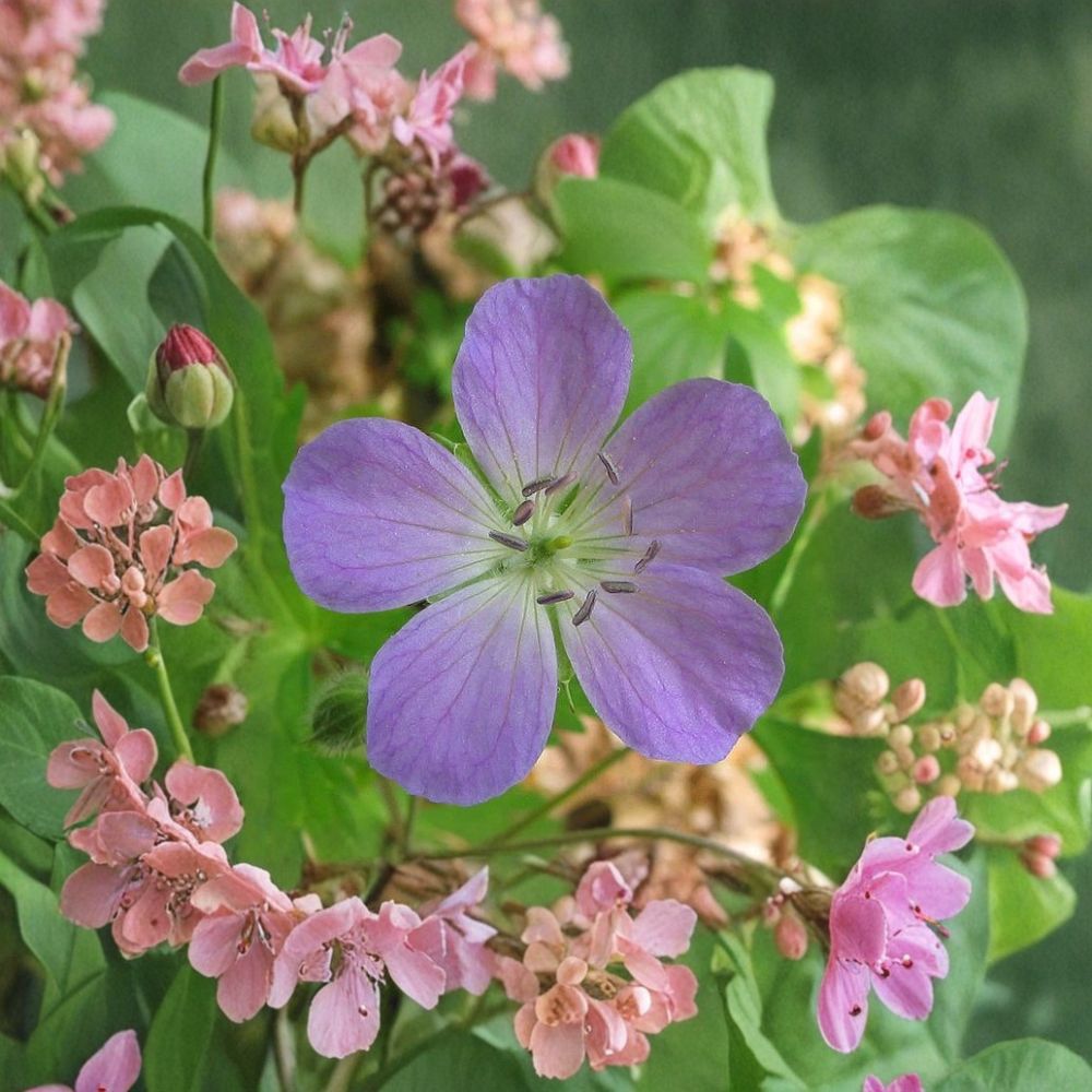 Wild Geranium Cranesbill Bare Roots - 5 Native Shade-Loving Perennials