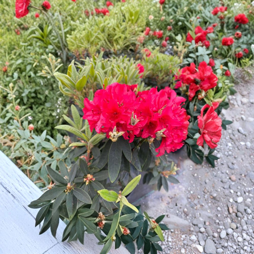 Rhododendron ‘Vulcan’s Flame’ Live Evergreen Shrub | Bright Red Blooming, Cold Hardy Landscape Plant