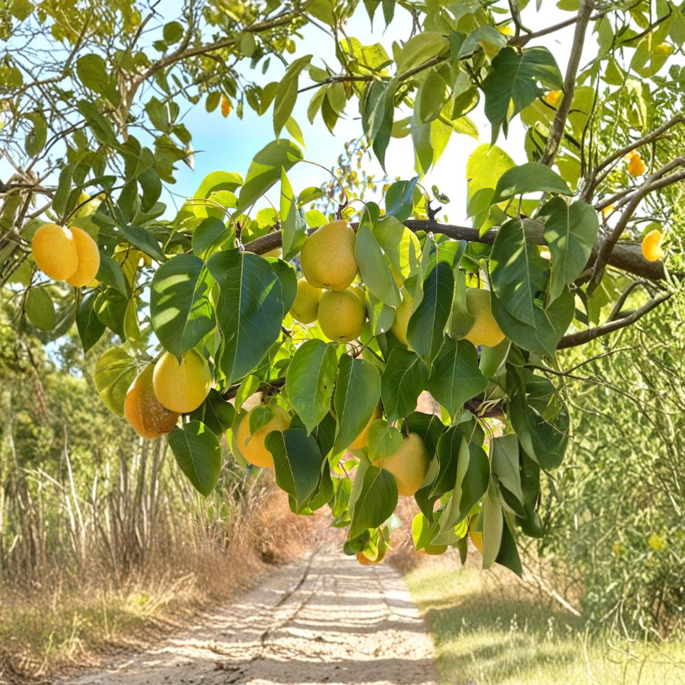 Honey Jar Asian Pear Tree – Pyrus pyrifolia Bare Root Live Tree | Early Ripening Sweet Juicy Pear
