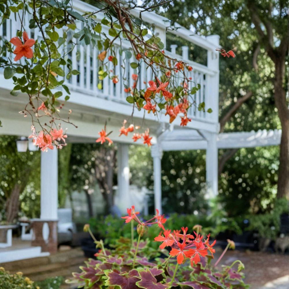 Vancouver Centennial Geranium Seeds – Fancy Leaf Pelargonium with Bronze Variegated Foliage and Scarlet Red Blooms