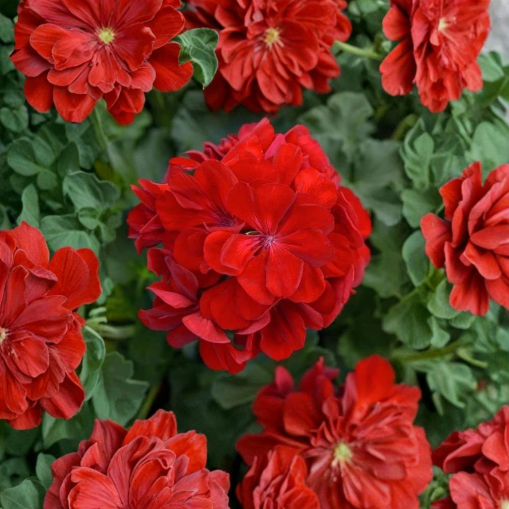 Red Geranium Cuttings – Pelargonium Live Plant | 5 Unrooted 8–10 Inch Cuttings
