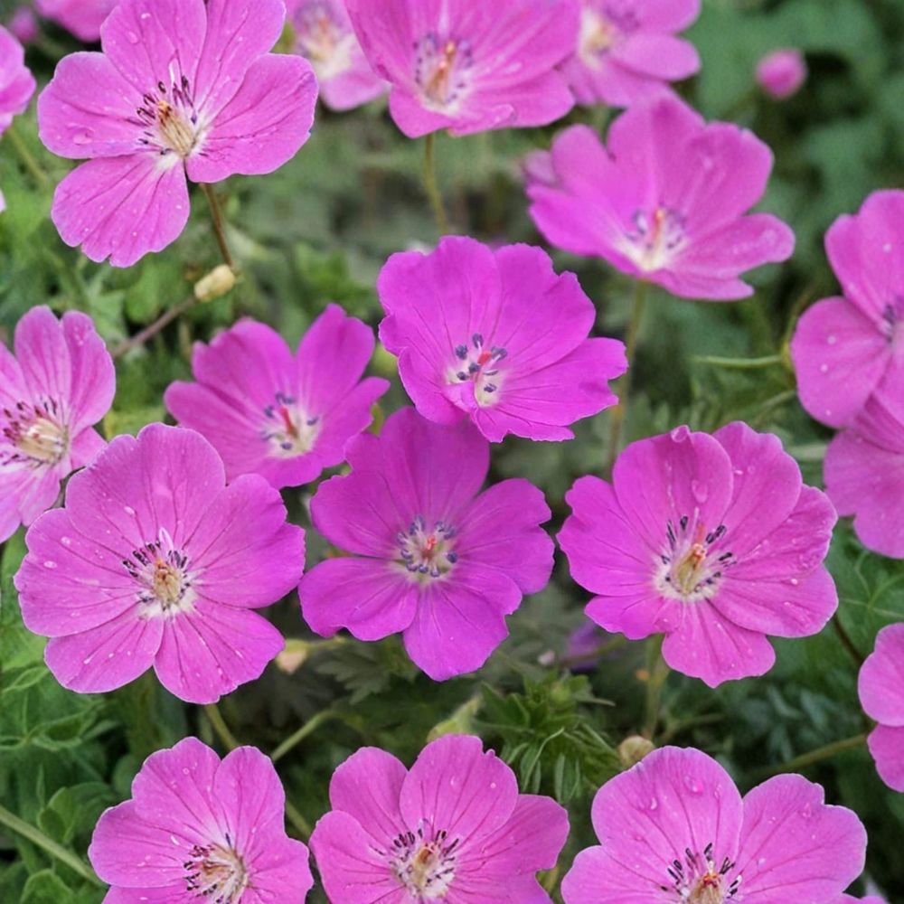 Max Frei Geranium Bare Roots – Hardy Geranium sanguineum Perennial with Magenta Pink Flowers