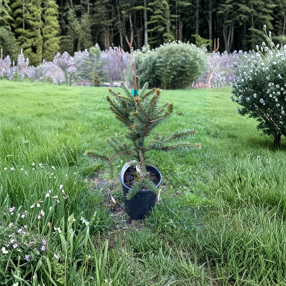 Hereny Norway Spruce - Dwarf Evergreen Conifer in 1 Gallon Pot | 10 Inch Tall Picea abies