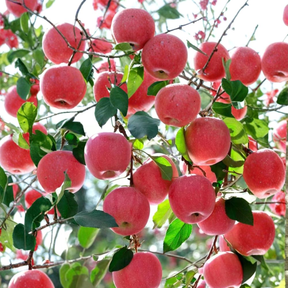 Japanese Fuji Apple Tree – Malus domestica Live Bare Root Tree | 32 Inches Tall | Sweet Crisp Fuji Apple Variety