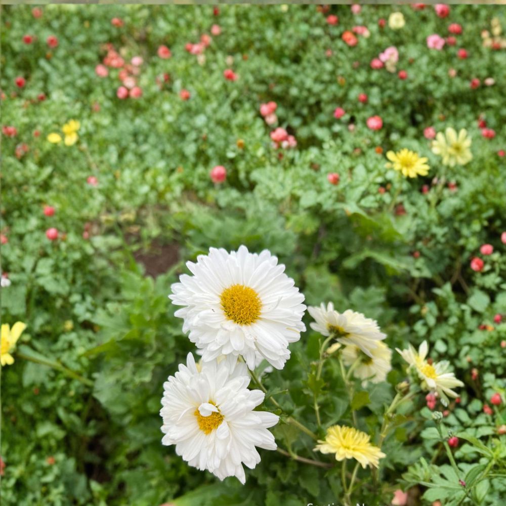 2-Pack Chrysanthemum Tea Mum Plants – Edible Hang Bai Ju Herb with White Flowers