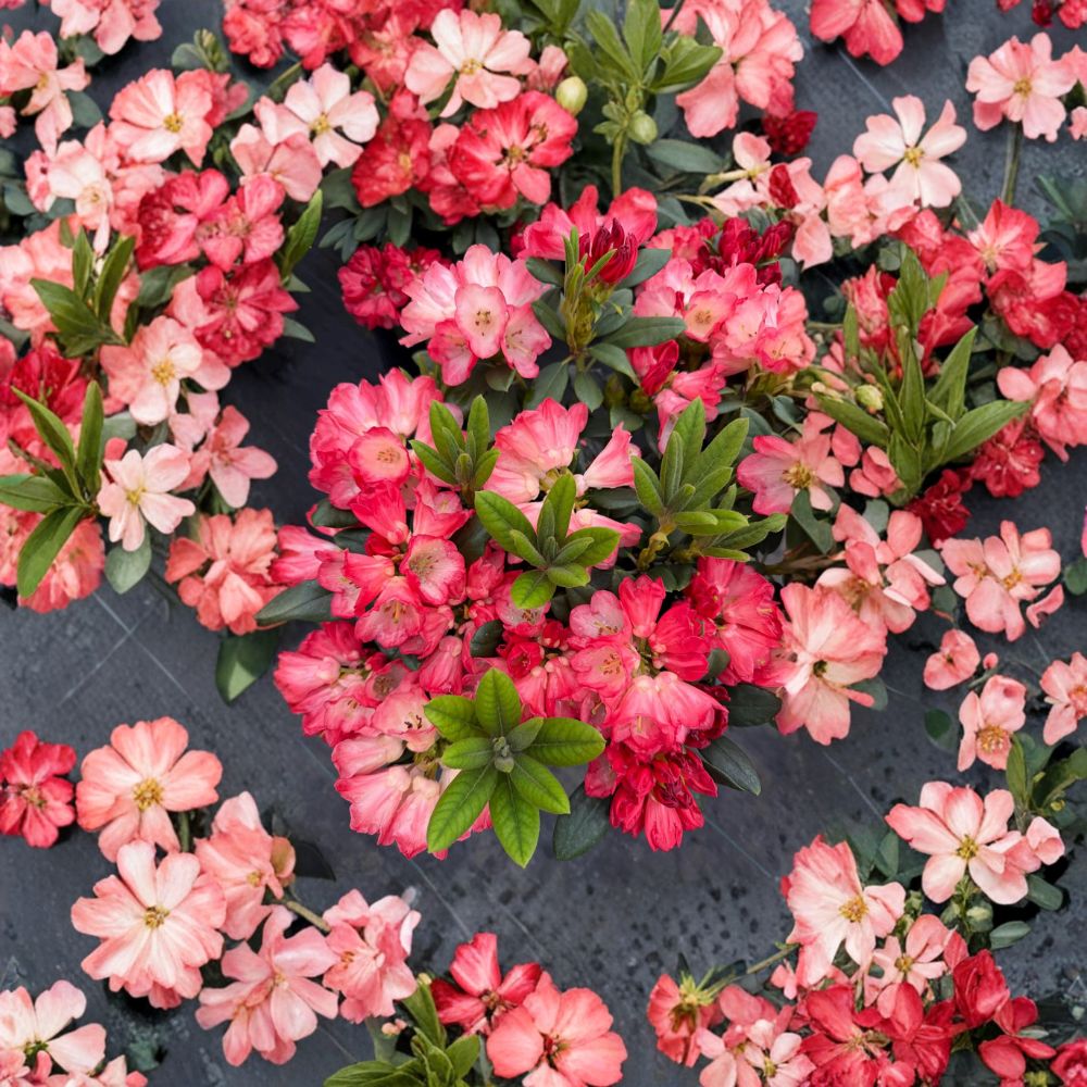 Rhododendron ‘Bruce Briggs’ Live Evergreen Shrub | Bright Red Blooming | #2 Container Grown