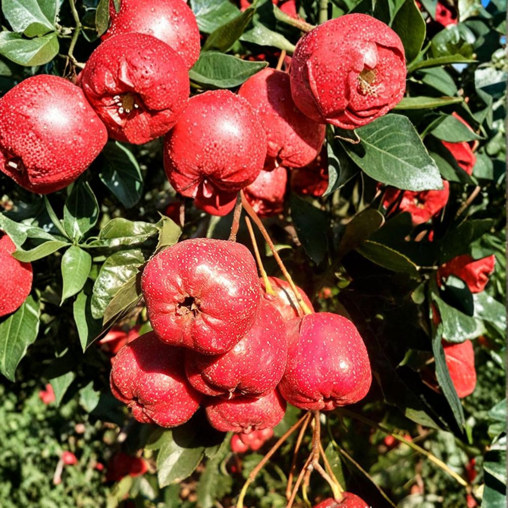 Giant Star Chinese Hawthorn Tree – Crataegus pinnatifida Bare Root | Large Sweet Edible Fruit