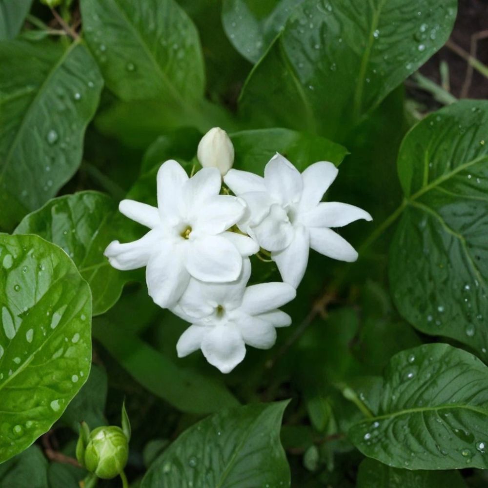 Arabian Jasmine Plant – Jasminum sambac Live Starter in 4" Pot with Fragrant White Blooms