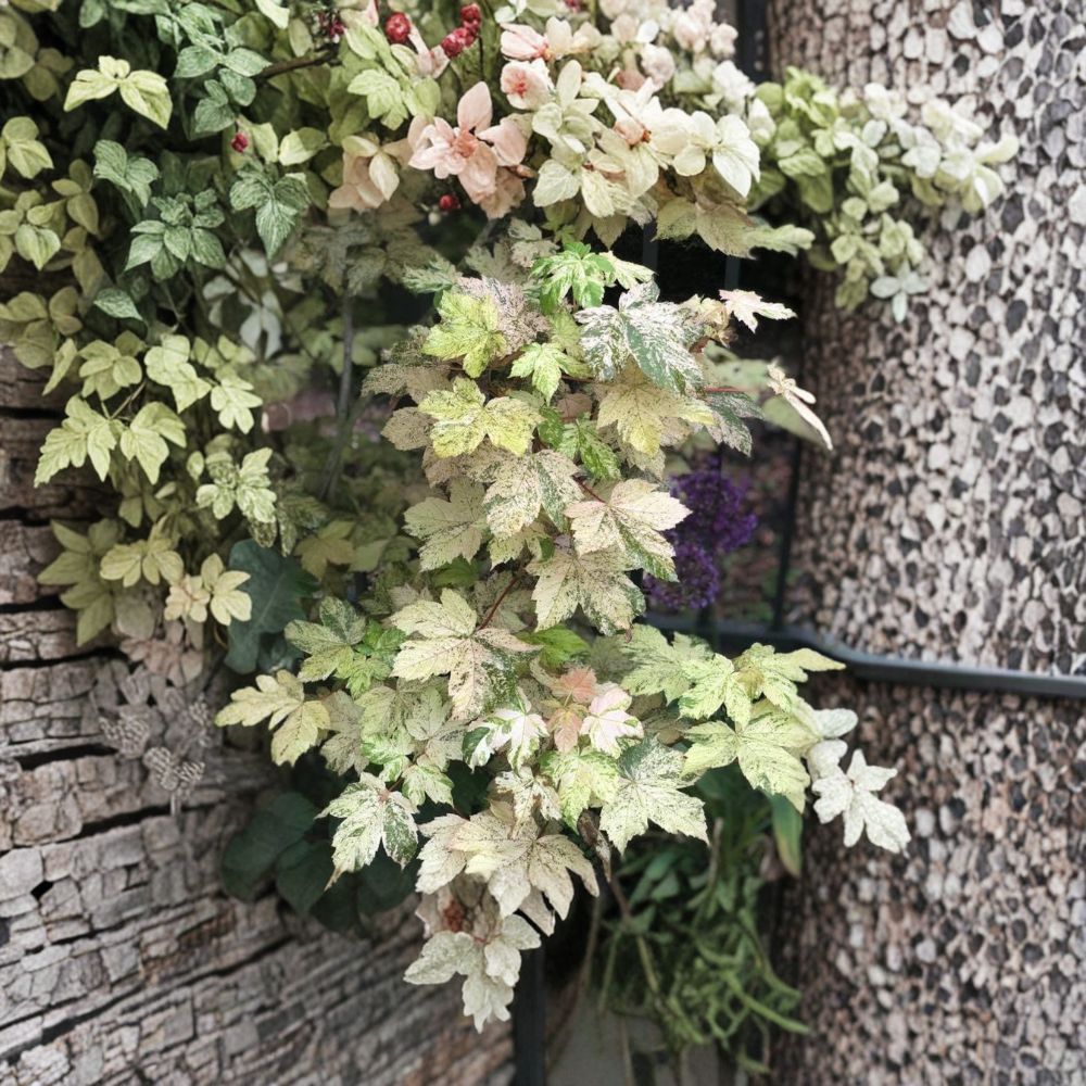 Esk Sunset Maple – Acer pseudoplatanus ‘Esk Sunset’ | Rare Variegated Sycamore Maple Tree in #3 Container