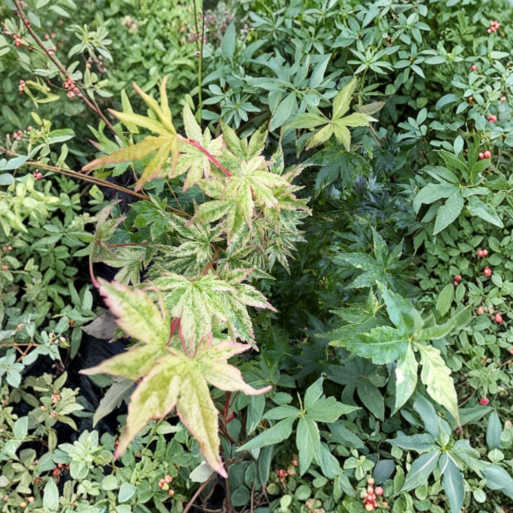 Acer palmatum ‘Cosmos’ – Rare Variegated Japanese Maple with Pink & White Foliage in #3 Container