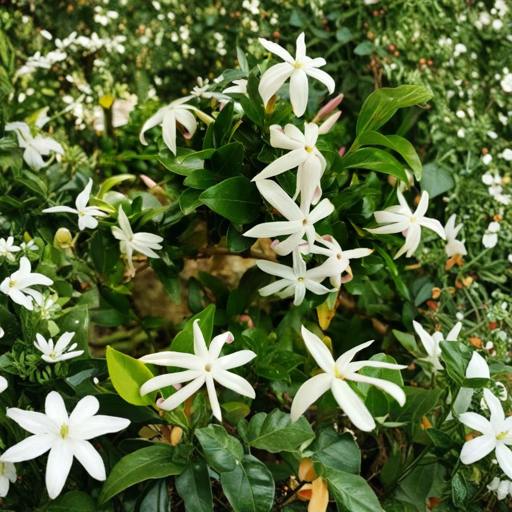South African Jasmine Plant – Jasminum angulare | 5 Gallon Large Fragrant Climbing Vine