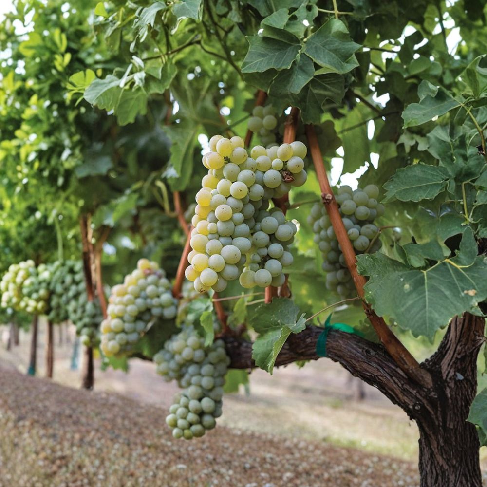 Sauvignon Blanc Grape Plant – Vitis vinifera Live Vine in Nursery Pot | Premium White Wine Grape