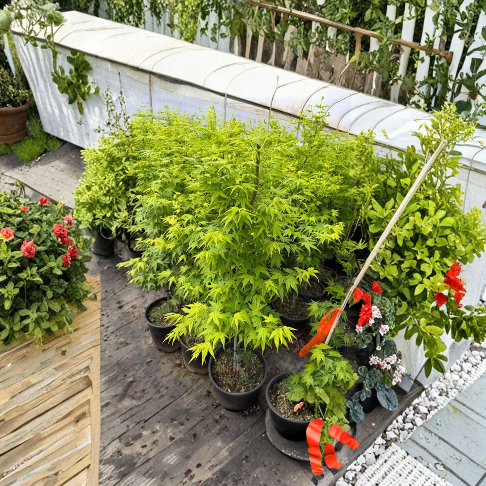 Acer palmatum ‘Aoyagi’ – Rare Green Bark Japanese Maple Tree, 40–50 Inches Tall, #3 Container