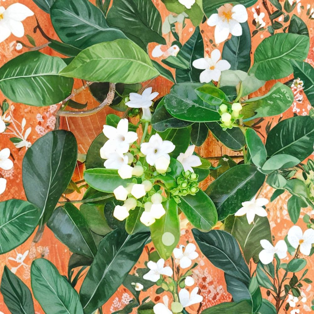 Madagascar Jasmine Seeds – Stephanotis floribunda | 50 Fresh Seeds | Fragrant Climbing Vine for Indoor Growing