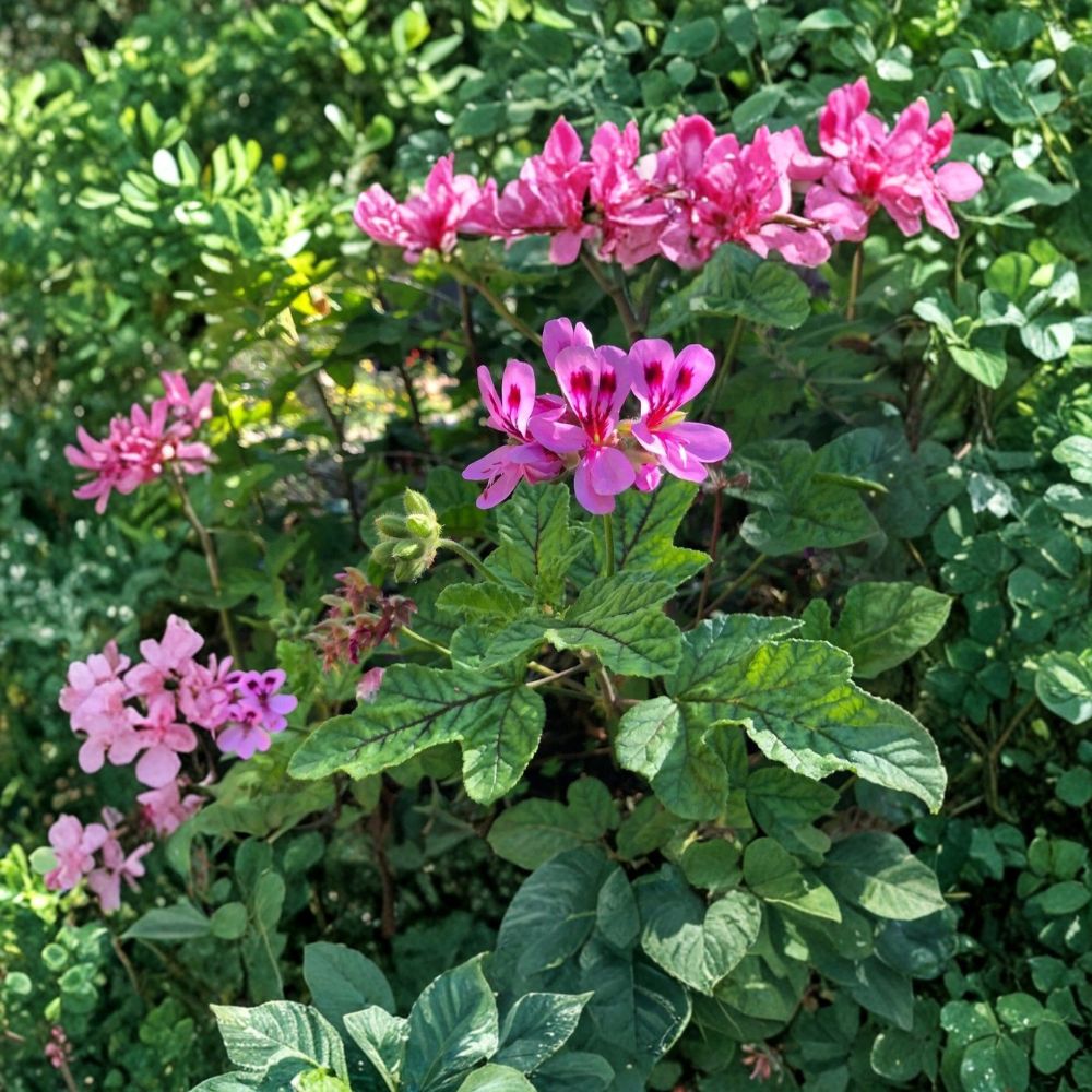 Lavender Pink Scented Geranium Cuttings – Pelargonium | 4 Live 6 Inch Cuttings | Pepper Fragrant Herb