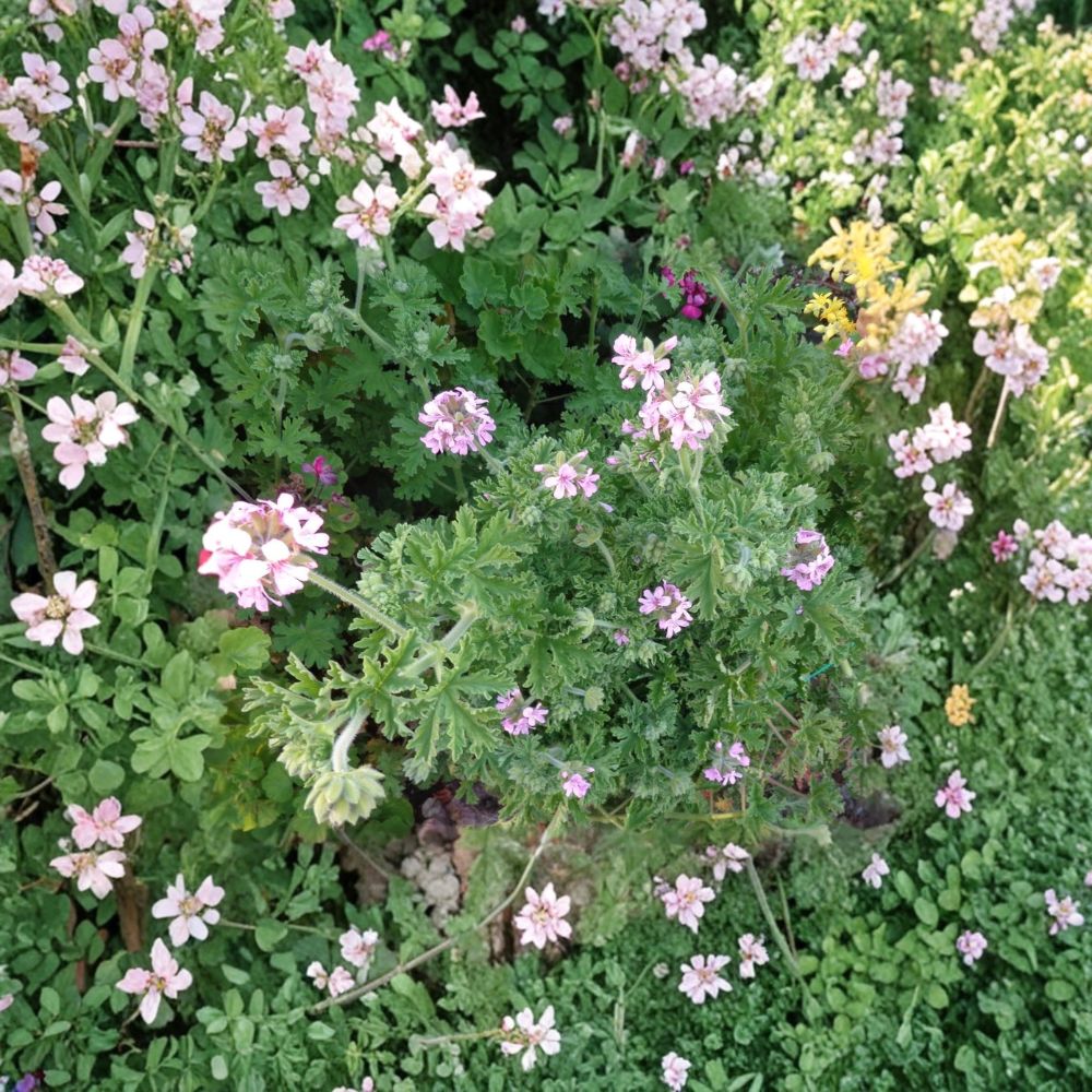 Attar of Roses Geranium Cuttings – Pelargonium capitatum | 4 Live 6 Inch Scented Rose Geranium Cuttings