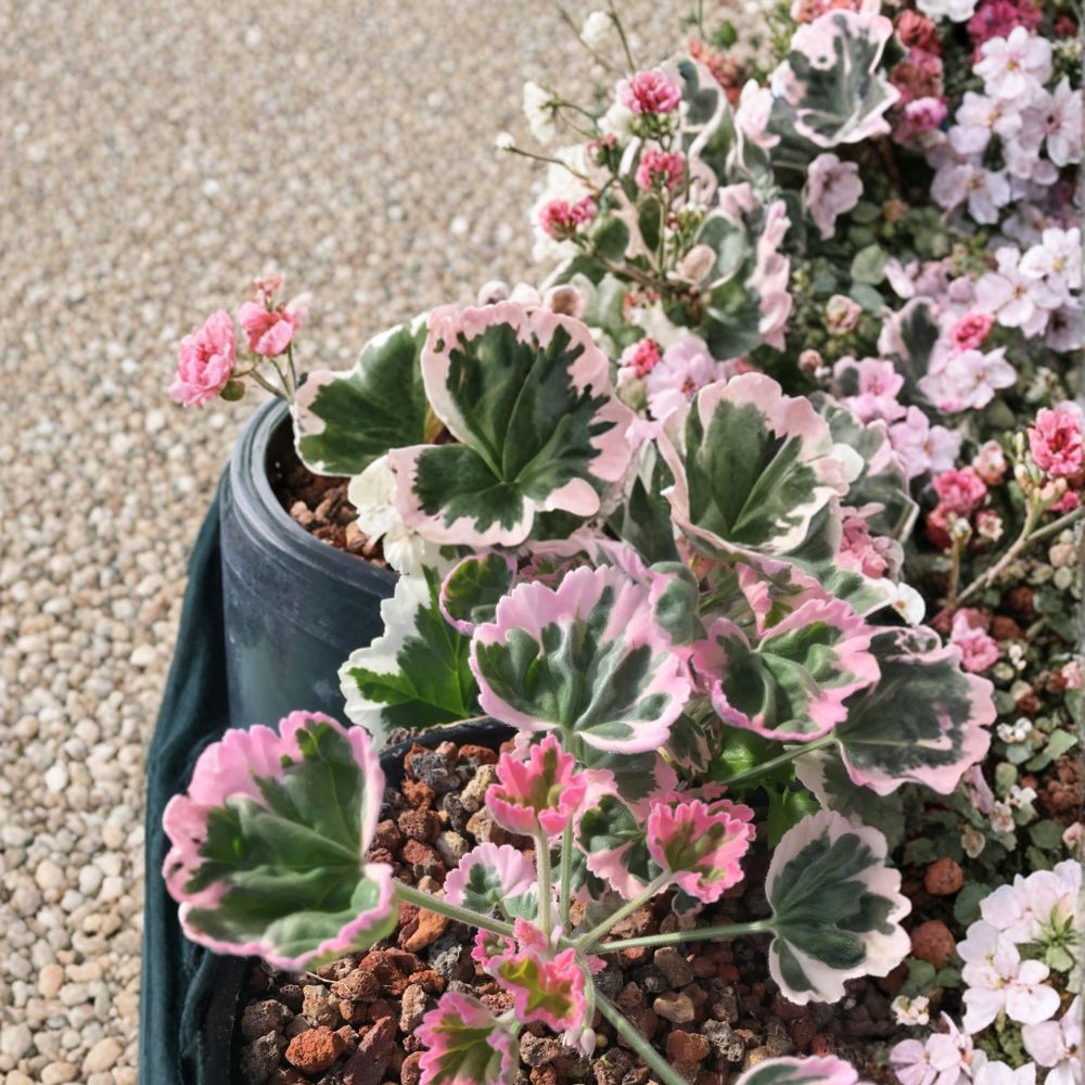 Ice Queen Geranium Seeds – 25+ Pelargonium Flower Seeds for Garden & Containers