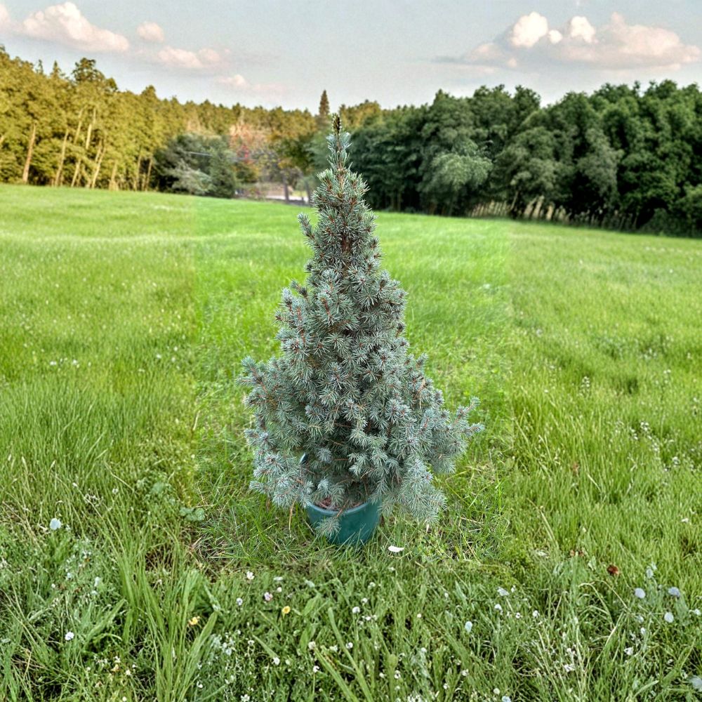 Saunders Blue White Spruce - 12 Inch Live Evergreen Conifer in 1 Gallon Pot | Picea glauca