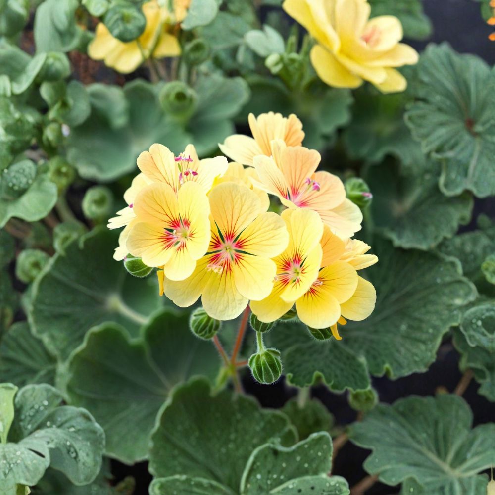 Yellow Geranium Seeds – 10 Pelargonium Zonale Seeds | Pollinator Friendly, Heat Tolerant Patio Flowers