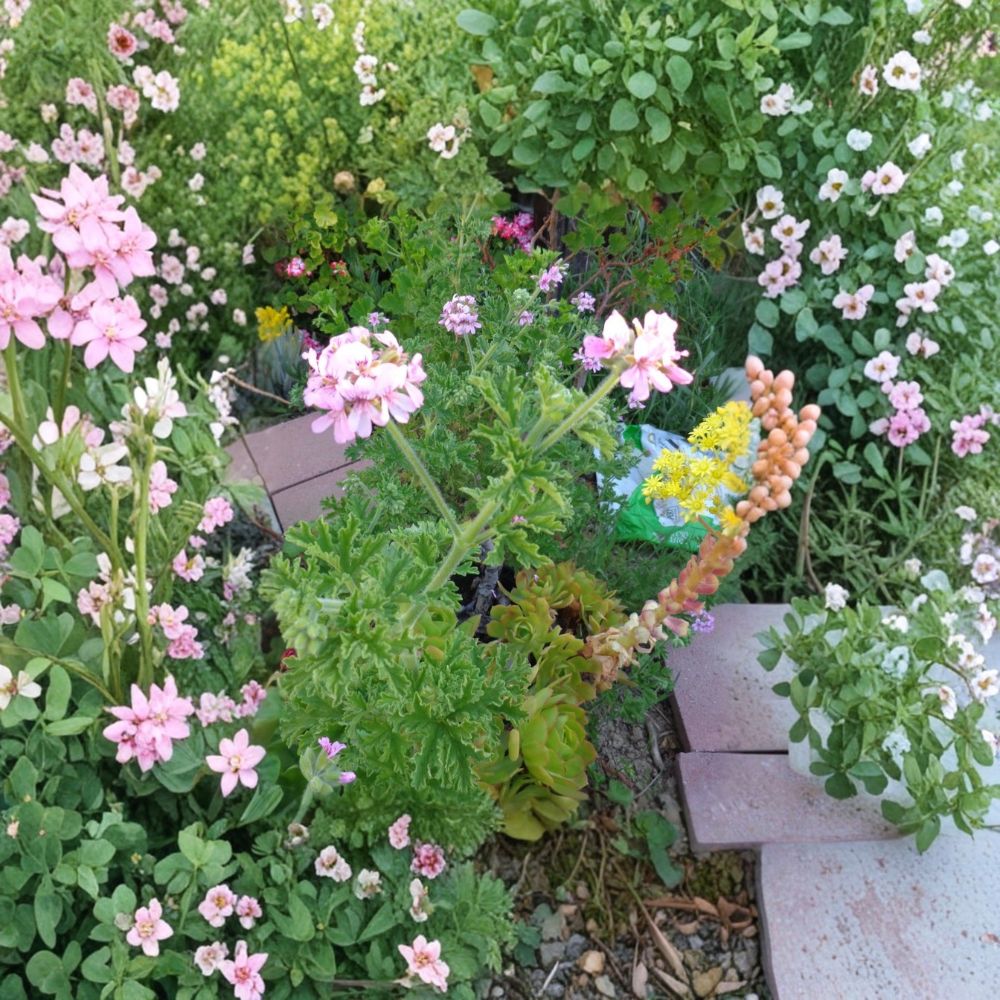 Attar of Roses Geranium Cuttings – Pelargonium capitatum | 4 Live 6 Inch Lavender Pink Scented Plants