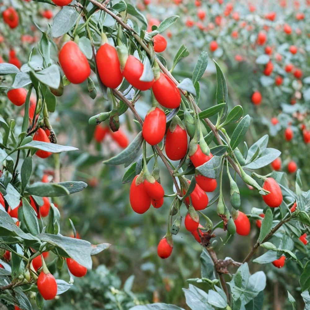 Goji Berry Plant – Lycium chinense Live Edible Superfruit Shrub in Nursery Pot