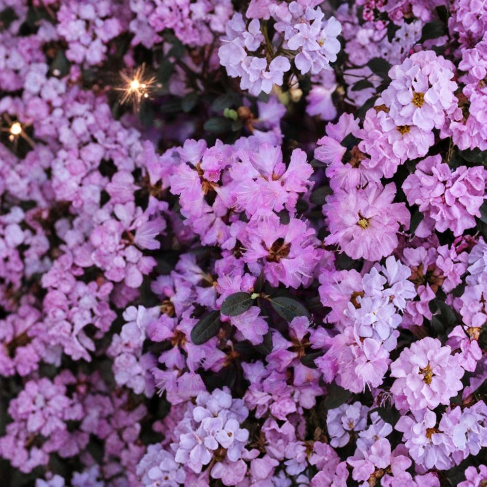 Rhododendron ‘PJM Regal’ Live Evergreen Shrub | Light Purple Blooms | Cold Hardy #3 Container