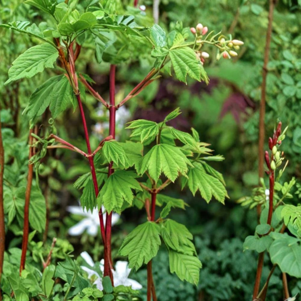 Acer circinatum ‘Pacific Fire’ Live Vine Maple Tree | Deciduous Ornamental | #1 Container Grown | 12–24 Inches Tall