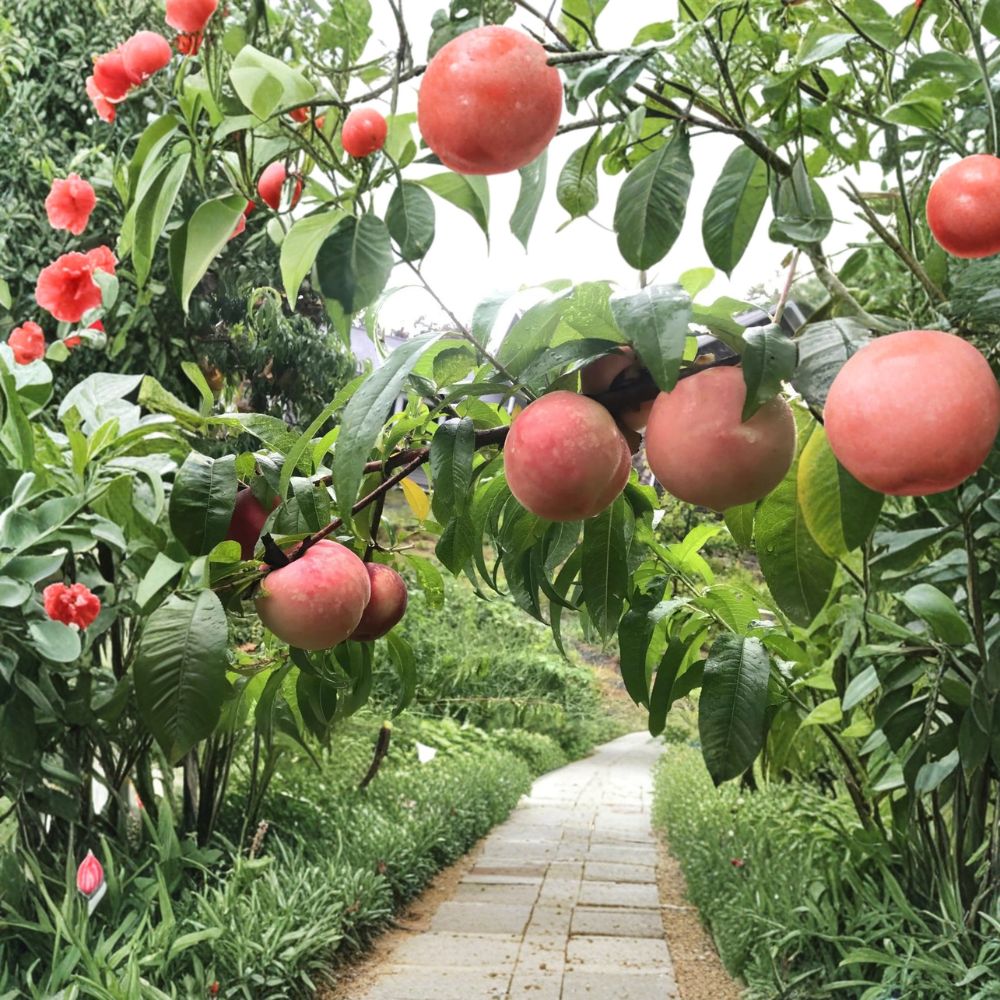 White Phoenix Peach Tree - Bare Root Live Fruit Tree | Sweet White Flesh Peach | Mid Season Harvest